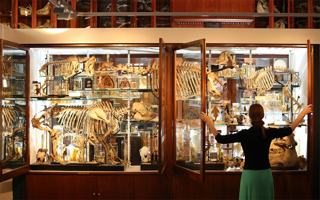 Bảo tàng động vật học Grant tọa lạc gần Euston, London bắt đầu quá trình thu thập các mẫu vậy từ năm 1828
